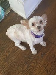 Lost Female Dog last seen Dartmouth, Flint, MI 48504