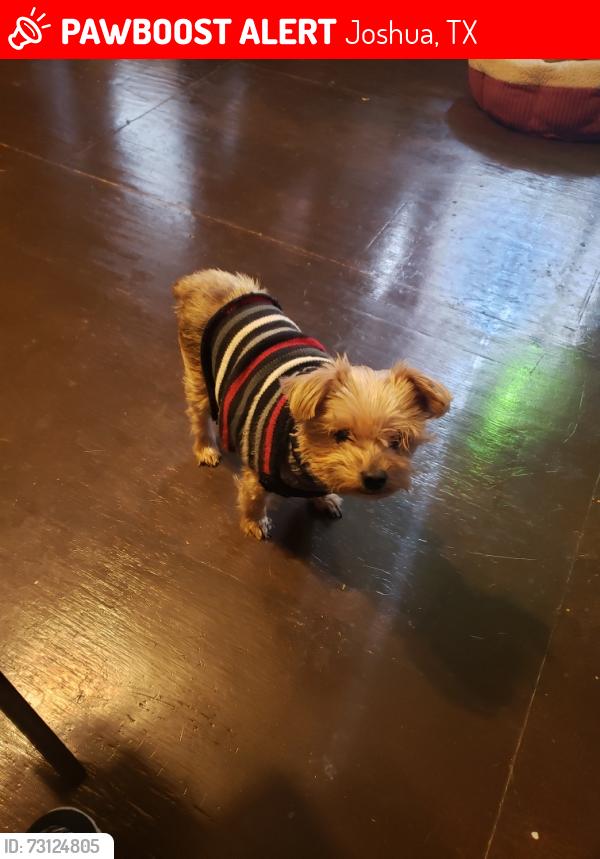 Lost Male Dog last seen Texas st./first st./sky rd area, Joshua, TX 76058