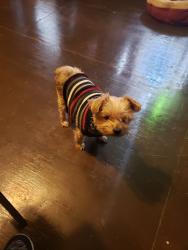 Lost Male Dog last seen Texas st./first st./sky rd area, Joshua, TX 76058