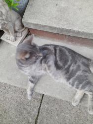 Reunited Female Cat last seen Snipe road Oldham, Greater Manchester, England OL8 2PS