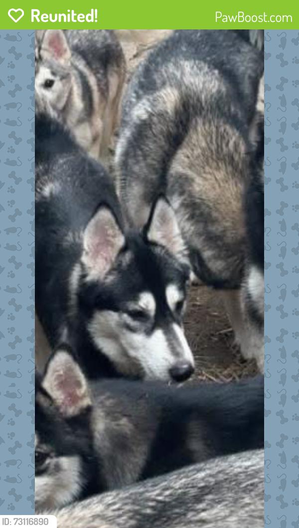 Reunited Female Dog last seen Possibly avenue I by the mobile station I may have seen her running in the fields but was far and didn’t see her again, Lancaster, CA 93535