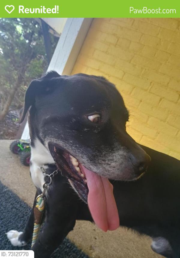Reunited Male Dog last seen Anderson ave, near the swinging bridge, Croswell, MI 48422