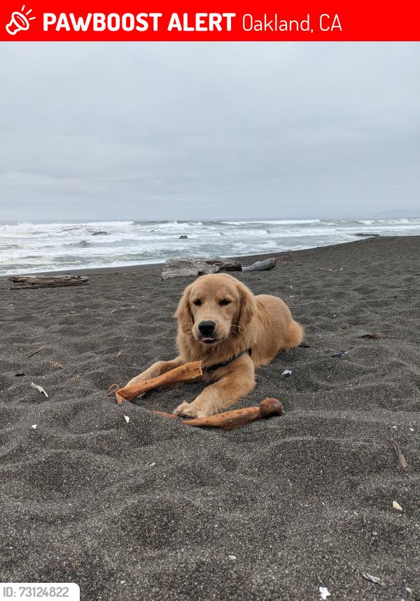 Lost Male Dog last seen 52nd and MLK, Oakland, CA 94609