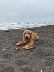 Lost Male Dog last seen 52nd and MLK, Oakland, CA 94609