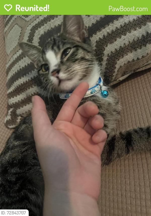 Reunited Male Cat last seen Kemp road, Gallatin, Gallatin, TN 37066