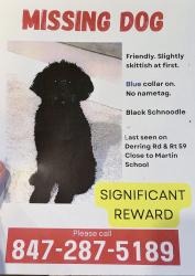 Reunited Male Dog last seen Rt 59 & Dering Dr, Lake Villa, Lake Villa Township, IL 60046