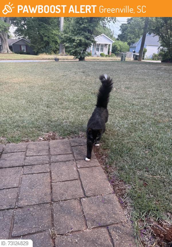 Found/Stray Unknown Cat last seen The 07, Greenville, SC 29607
