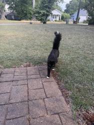 Found/Stray Unknown Cat last seen The 07, Greenville, SC 29607