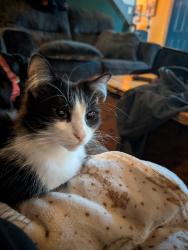 Lost Female Cat last seen Illinois st, hobart, indiana 46342, Hobart, IN 46342