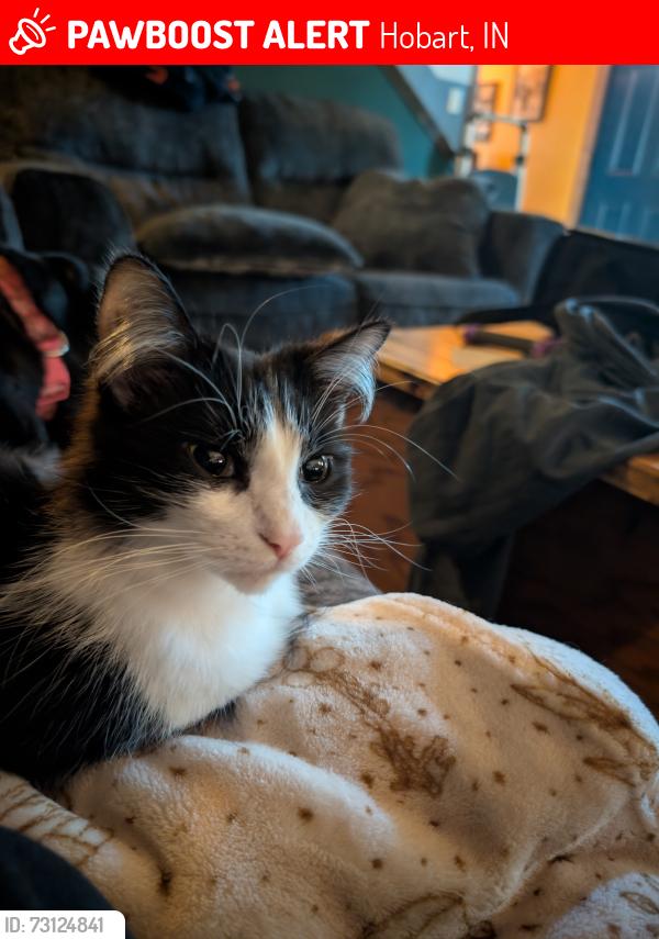 Lost Female Cat last seen Illinois st, hobart, indiana 46342, Hobart, IN 46342