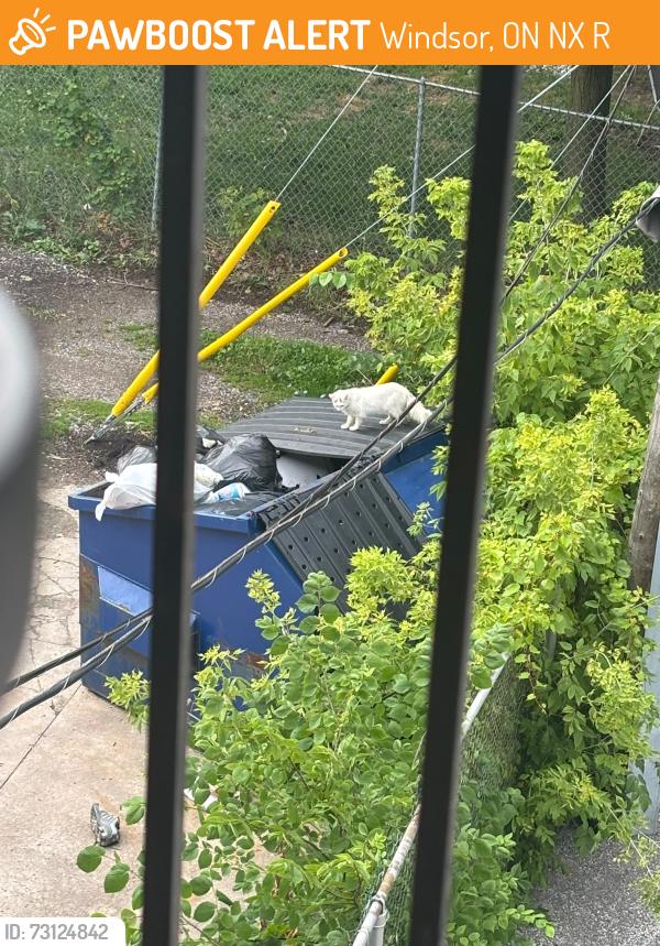 Found/Stray Unknown Cat last seen tecumseh and Howard, Windsor, ON N8X 2R8