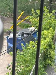 Found/Stray Unknown Cat last seen tecumseh and Howard, Windsor, ON N8X 2R8
