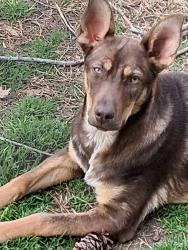 Reunited Female Dog last seen Pumpkintown Hwy., Pickens, Pickens, SC 29671