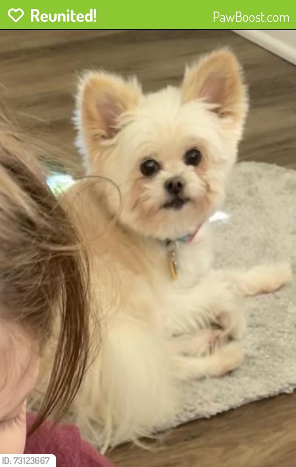 Reunited Female Dog last seen W Johnson st, Philadelphia, PA 19144