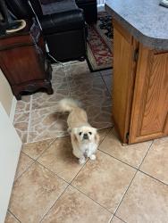 Lost Female Dog last seen Biola and greeworth, La Mirada, CA 90638