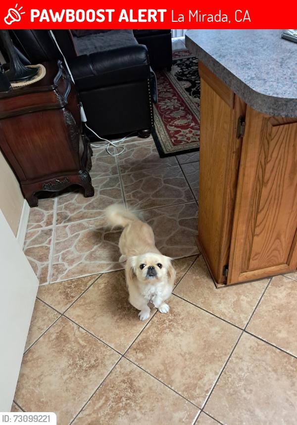 Lost Female Dog last seen Biola and greeworth, La Mirada, CA 90638