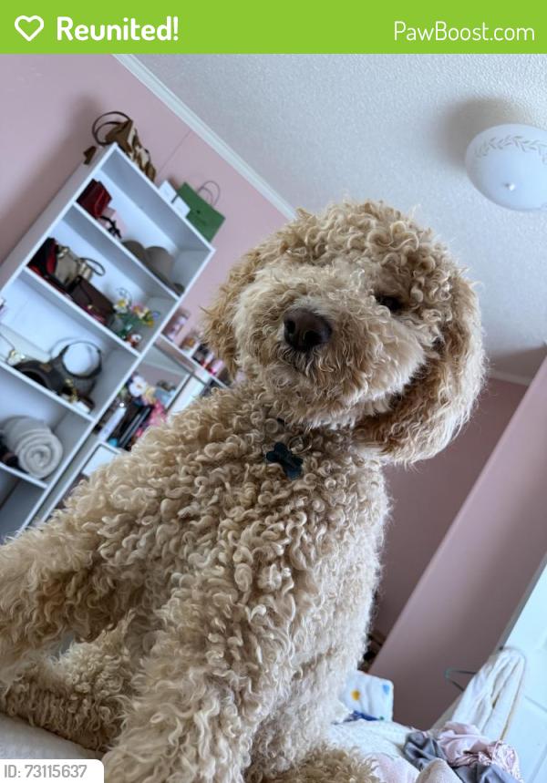 Reunited Male Dog last seen National Dr. 20151, Chantilly, VA 20151