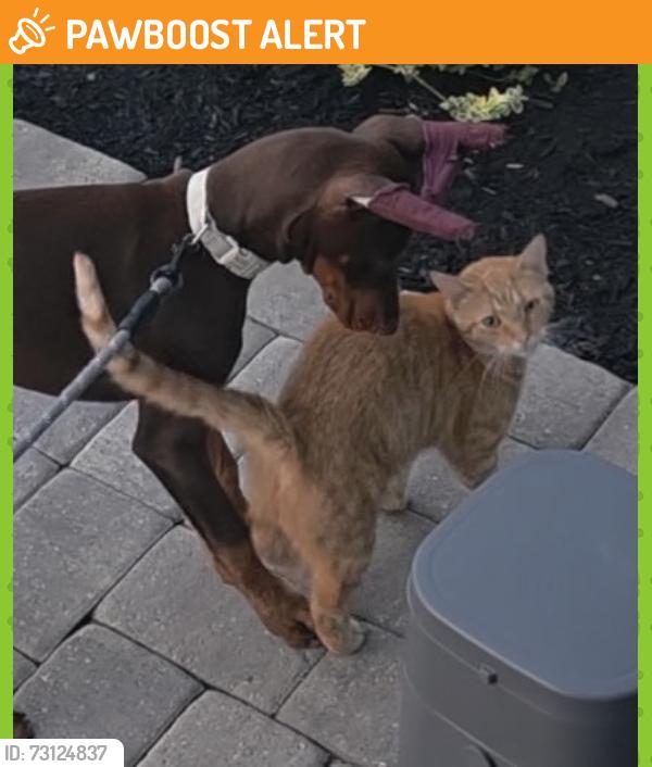 Found/Stray Unknown Cat last seen East Lake Street and Limehouse Road in Crescent housing development / Cranberry Twp PA, Cranberry Township, PA 16066