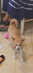 Reunited Female Dog last seen Appleton st, Detroit, MI 48219
