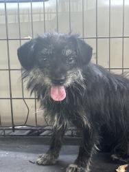 Found/Stray Female Dog last seen Broad st., Mansfield, TX 76063