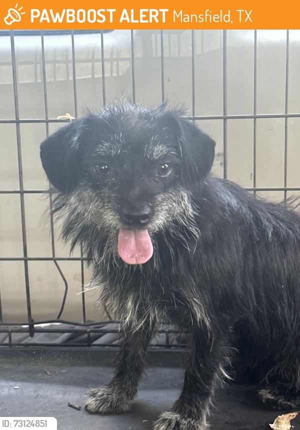 Found/Stray Female Dog last seen Broad st., Mansfield, TX 76063