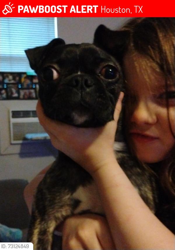 Lost Male Dog last seen Shadyvilla 77055, Houston, TX 77055