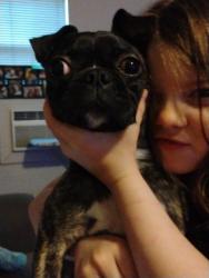 Lost Male Dog last seen Shadyvilla 77055, Houston, TX 77055