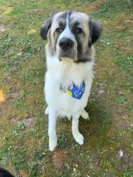 Reunited Male Dog last seen Bowling green elementary, Milford, VA 22514