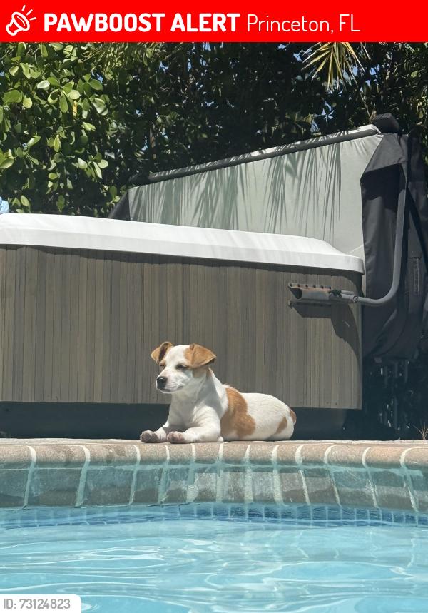 Lost Female Dog last seen 240th st, Princeton, FL 33032