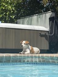 Lost Female Dog last seen 240th st, Princeton, FL 33032