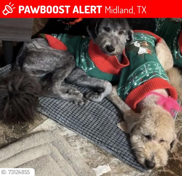 Lost Female Dog last seen Loess, Midland, TX 79707