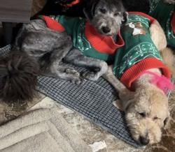 Lost Female Dog last seen Loess, Midland, TX 79707