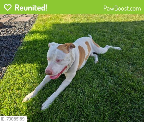 Reunited Male Dog last seen Highway 2 x Lundstrom St., Airway Heights, WA 99001