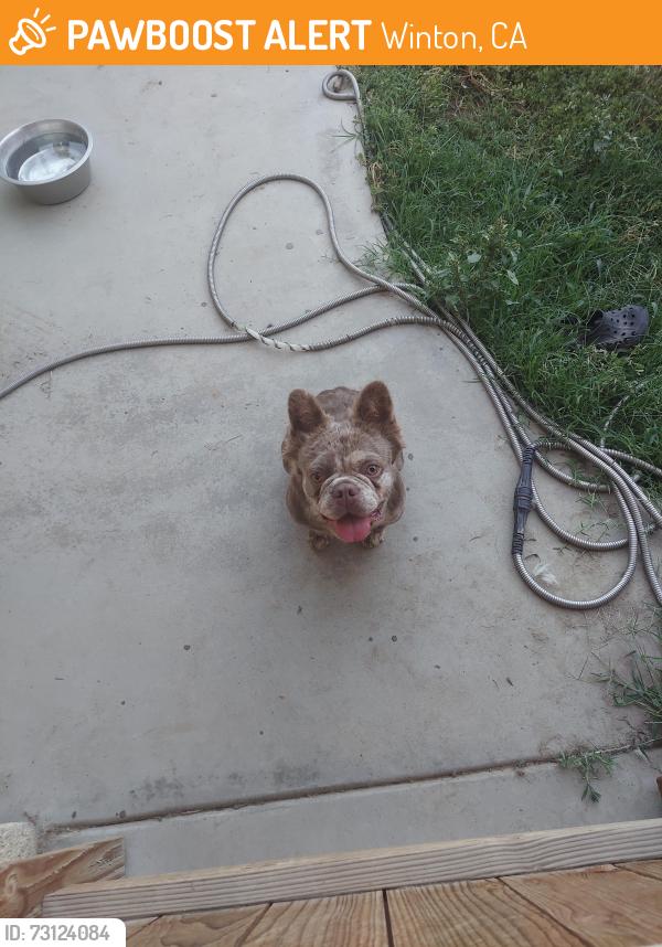 Found/Stray Male Dog last seen Aggies ct street, Winton, CA 95388