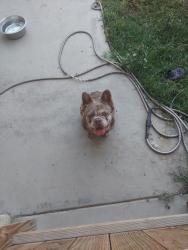 Found/Stray Male Dog last seen Aggies ct street, Winton, CA 95388