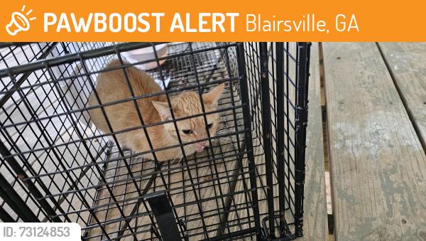 Found/Stray Unknown Cat last seen Not far from Pat Haralson and Sawmill Road, Blairsville, GA 30512