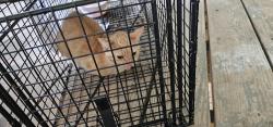 Found/Stray Unknown Cat last seen Not far from Pat Haralson and Sawmill Road, Blairsville, GA 30512