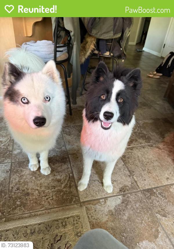 Reunited Male Dog last seen White cloud road, Family Acres Lane, Leechburg, PA 15656