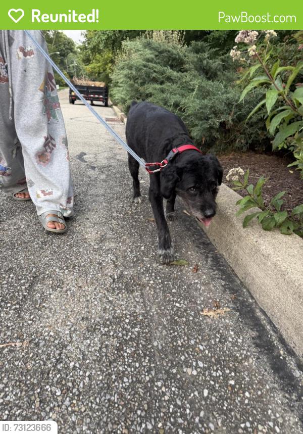 Reunited Female Dog last seen Stanley and grandin, Cincinnati, OH 45226