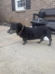 Reunited Male Dog last seen Near 42nd Ave Cir NE, Hickory, NC 28601