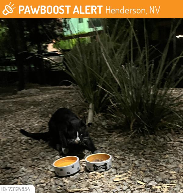 Found/Stray Unknown Cat last seen Near wigwam pkwy # 4, Henderson, NV 89074