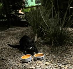 Found/Stray Unknown Cat last seen Near wigwam pkwy # 4, Henderson, NV 89074