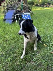 Reunited Male Dog last seen Stanton, Des Moines, IA 50321