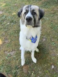Reunited Male Dog last seen Antioch Road near Bowling Green Elementary, Milford, VA 22514