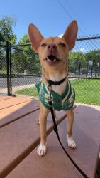 Reunited Male Dog last seen Ortega elementary, Austin, TX 78721