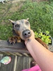 Found/Stray Female Dog last seen Regan Church Rd, Robeson County, NC 28358