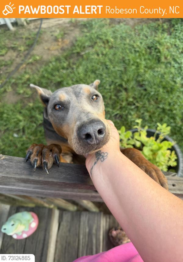 Found/Stray Female Dog last seen Regan Church Rd, Robeson County, NC 28358