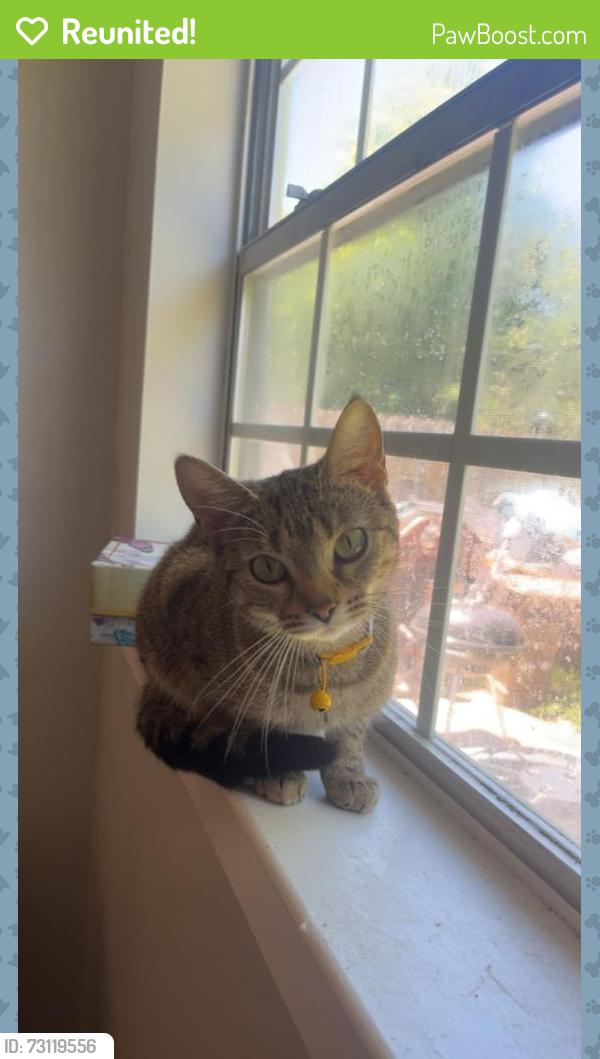 Reunited Female Cat last seen Near Lilly Ln, Murfreesboro, TN 37128, USA, Murfreesboro, TN 37128
