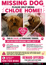 Lost Female Dog last seen Chester pike, Sharon Hill, PA 19079