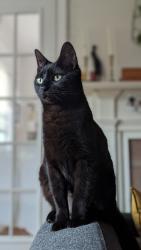 Reunited Female Cat last seen McMillan and Dade St, Charlotte, NC 28205